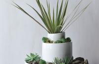 Colaboración Shane Powers + West Elm, recipientes para plantas